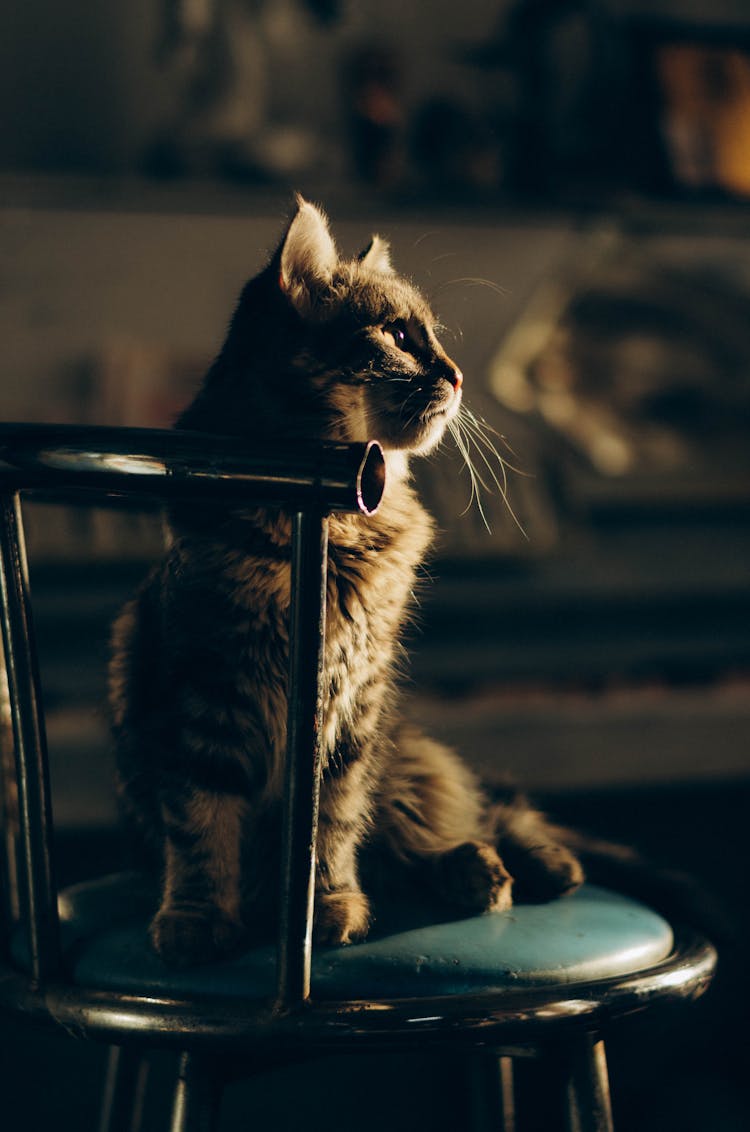 A Cat Sitting On A Chair