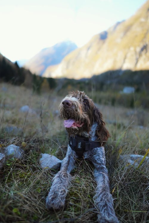 Gratis arkivbilde med dyrefotografering, fjell, hund