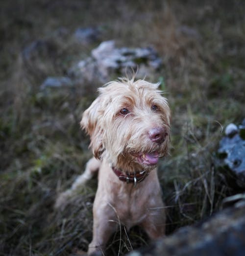 A Dog Sitting on the Ground