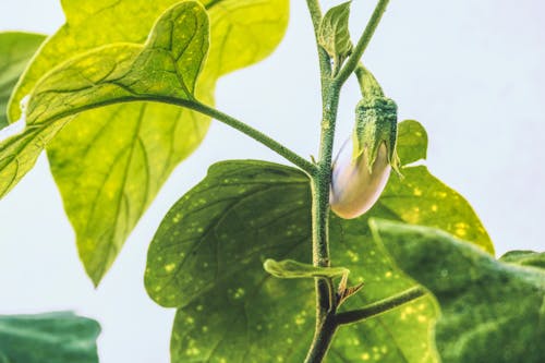 Free stock photo of eggplant, green, natural food