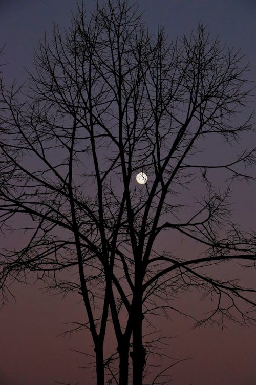 Základová fotografie zdarma na téma bezlistý, rozbřesk, silueta