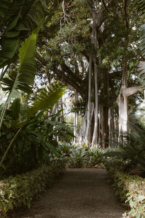 A Path between the Plants and Trees in a Botanical Garden 