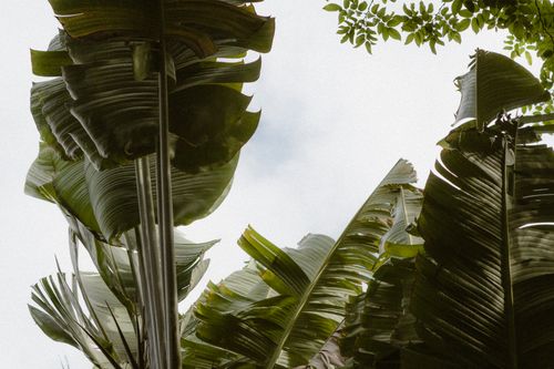 Free Large tropical palm leaves with sunlight filtering through them, showcasing lush greenery against a clear sky. Stock Photo