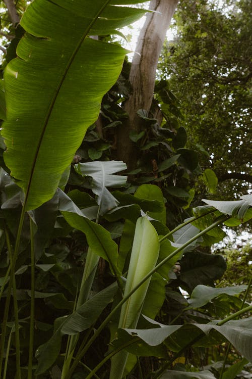 Tropical Leaves in a Forest 