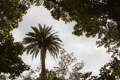 Palms in a Forest