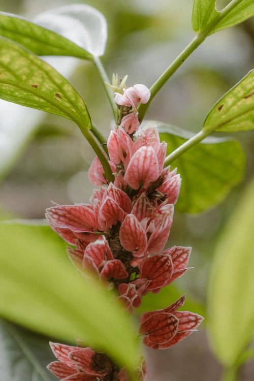 Pink Tropical Plant on a Shrub 