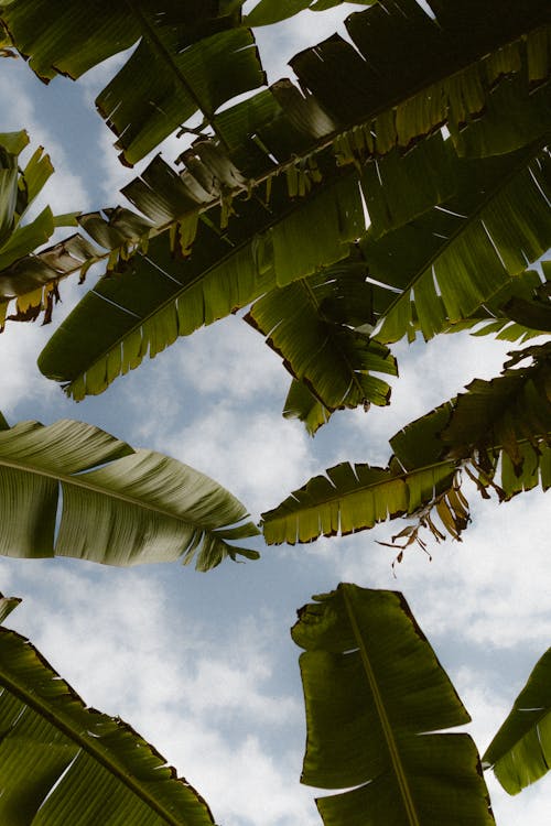 Low Angle Shot of Banana Tree Leaves 