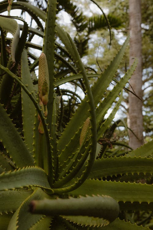 Close-up of an Aloe Plant