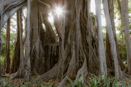 Sunlight Shining between Fig Trees