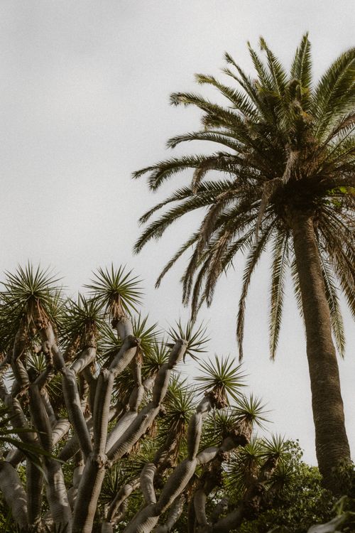 Free A picturesque palm tree stretches elegantly under a clear sky, evoking a warm summer vibe. Stock Photo