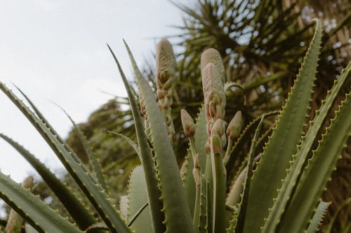 Gratis stockfoto met aloë, bladeren, bloemen