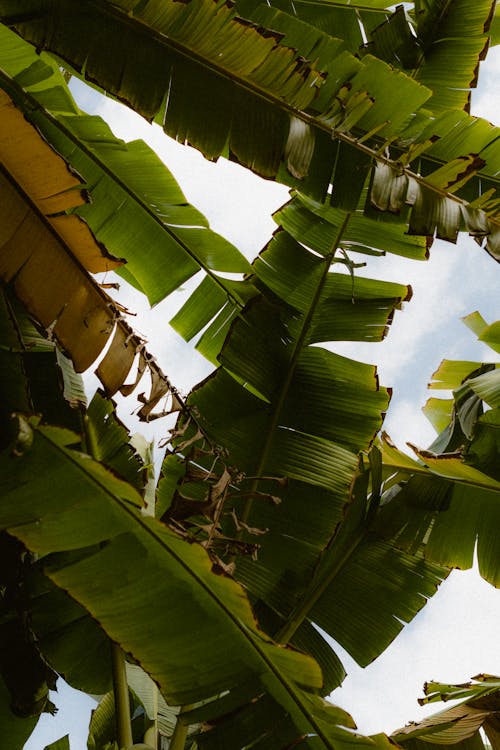 Low Angle Shot of Banana Tree Leaves 