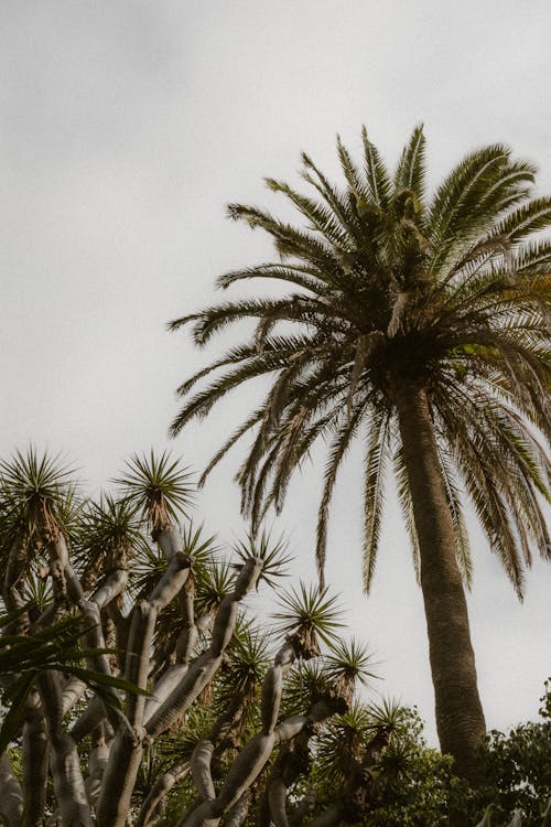 Cloudy Sky Above Palms 