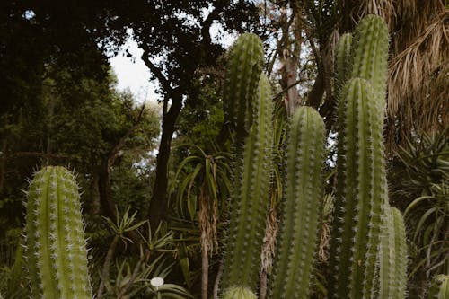 Cacti in Garden