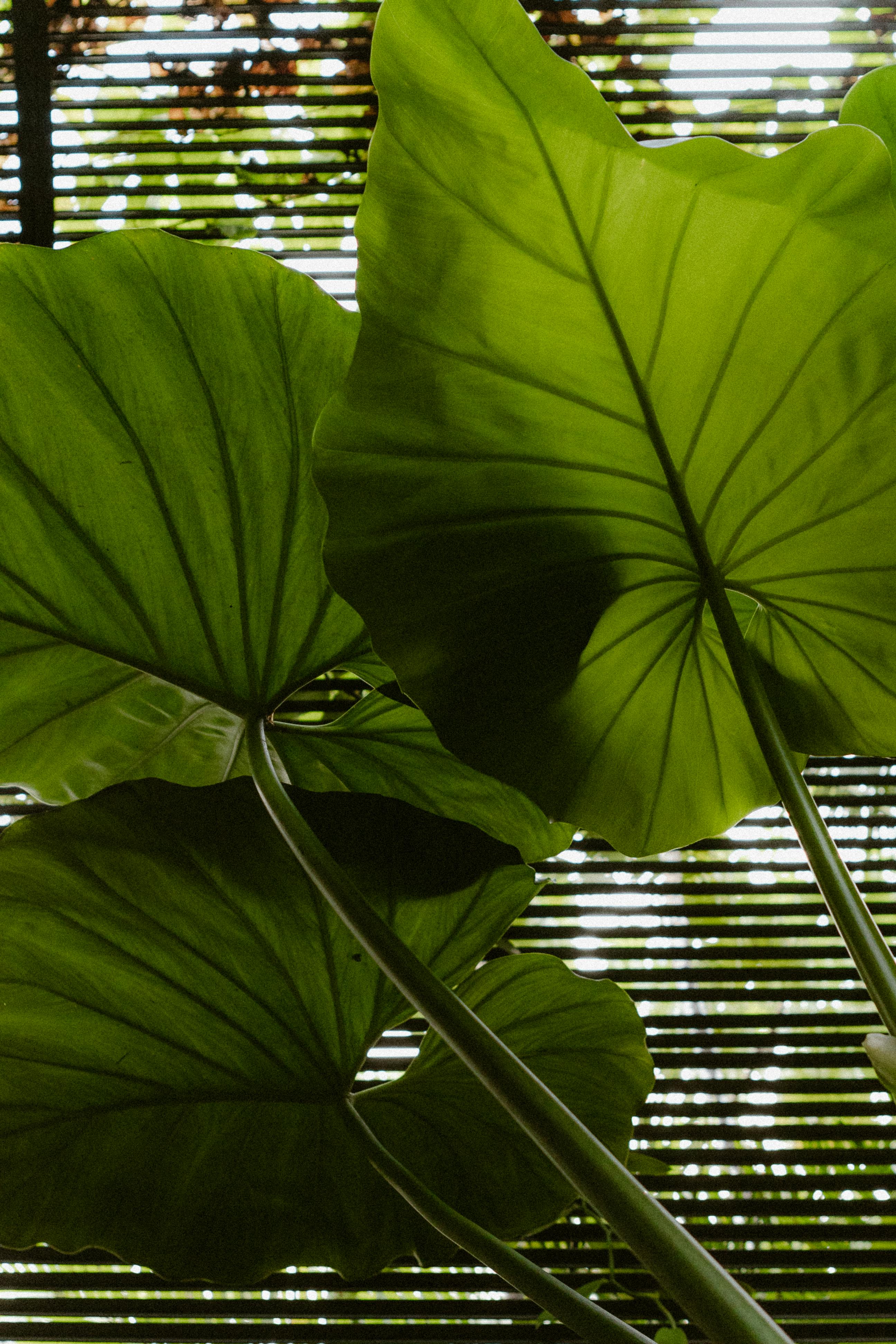Vibrant green taro leaves captured in natural light with a textured background, creating a fresh and organic aesthetic.