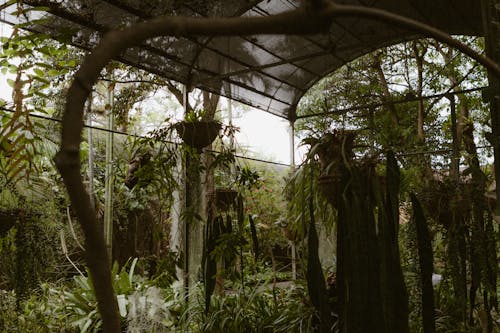 Foliage in Greenhouse
