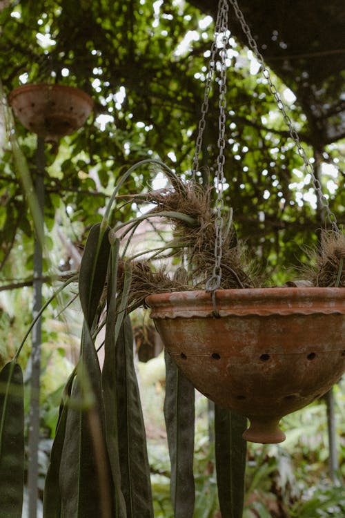 Foto stok gratis dekorasi, gantung, kebun