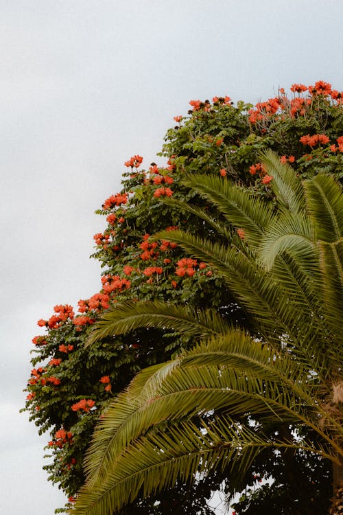 Red Flowers on a Palm 