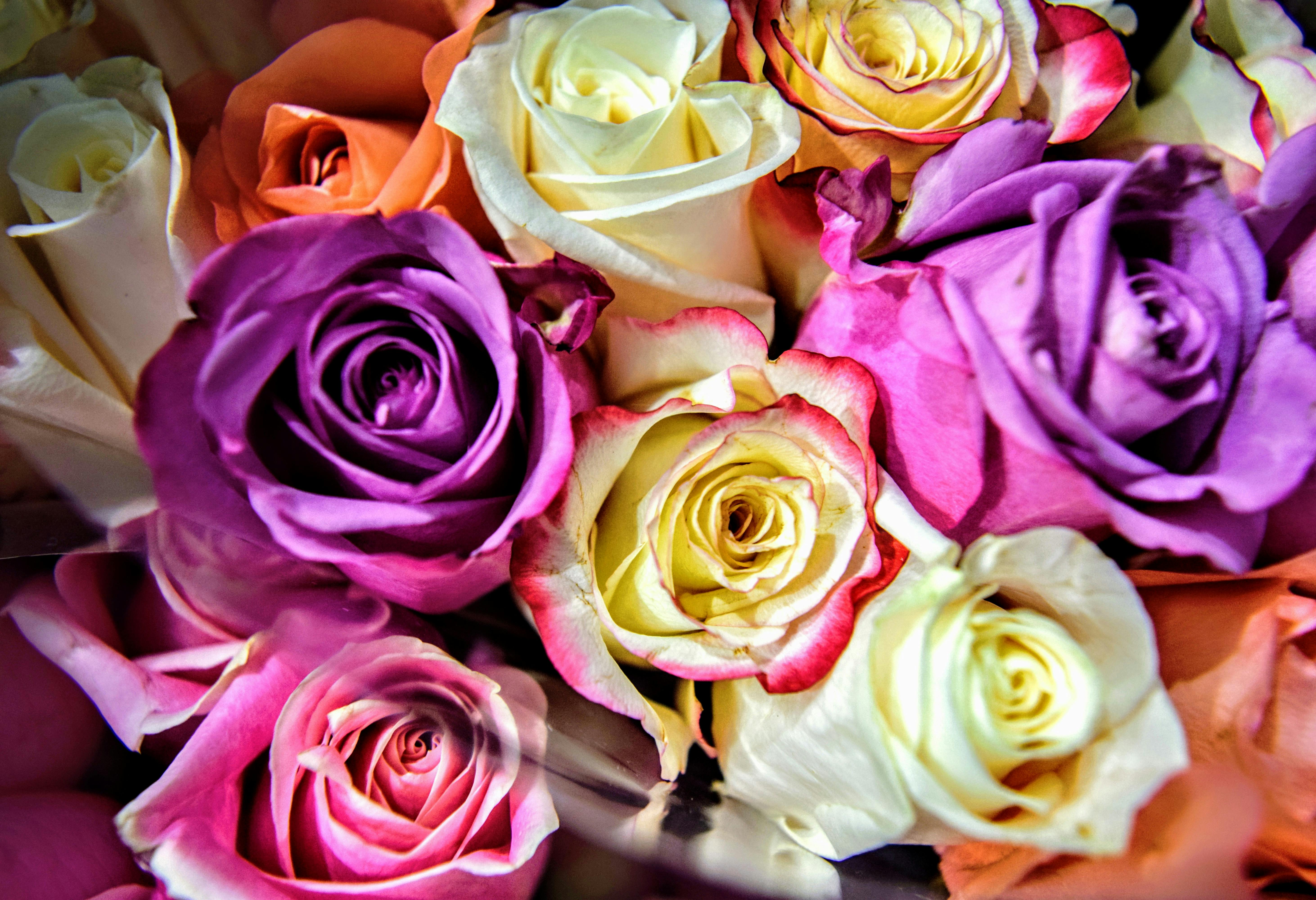 Free stock photo of amber lamoreaux, Purple roses, rose bouquet