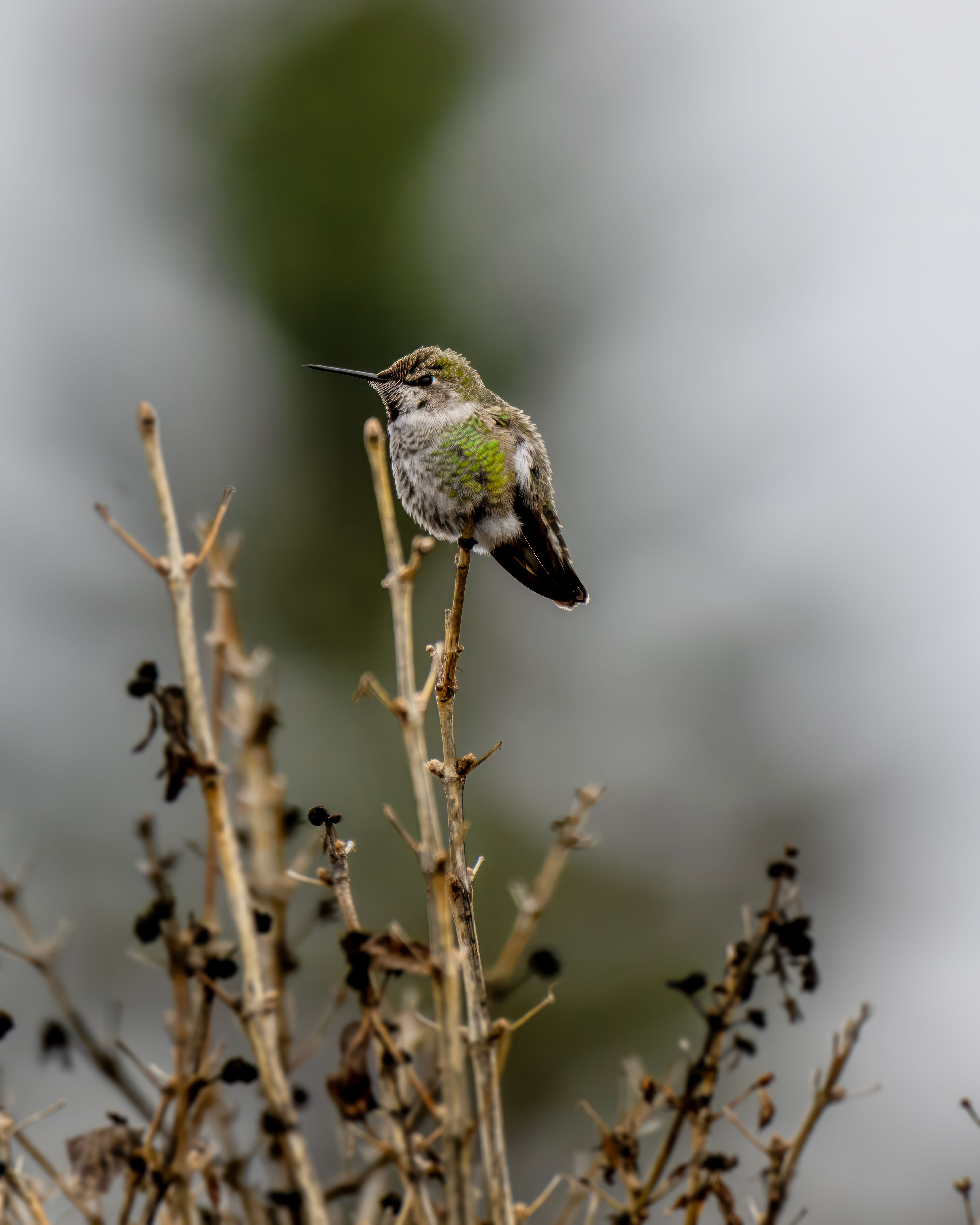 Close-up of a vibrant hummingbird perched gracefully on a branch in Wenatchee, WA.