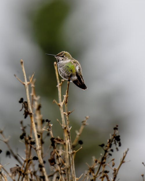 Close-up of a Hummingbird Sitting on a Plant 
