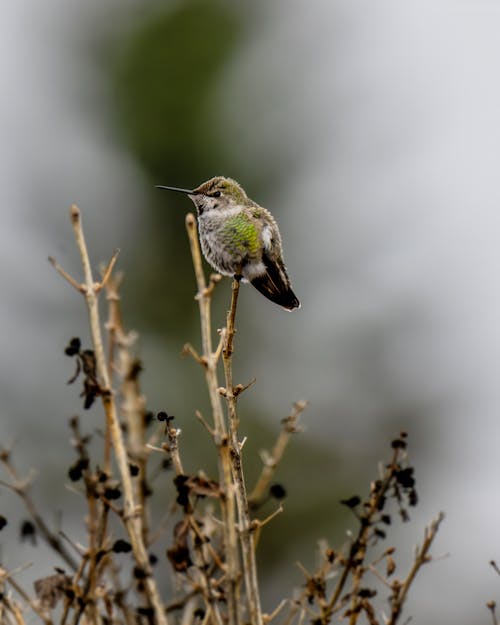 Fotobanka s bezplatnými fotkami na tému fotografie zvierat žijúcich vo voľnej prírode, hřadování, kolibrík