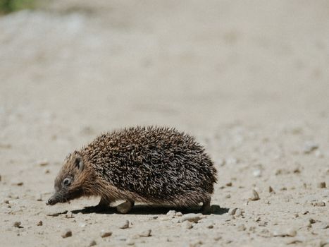 hedgehog photo