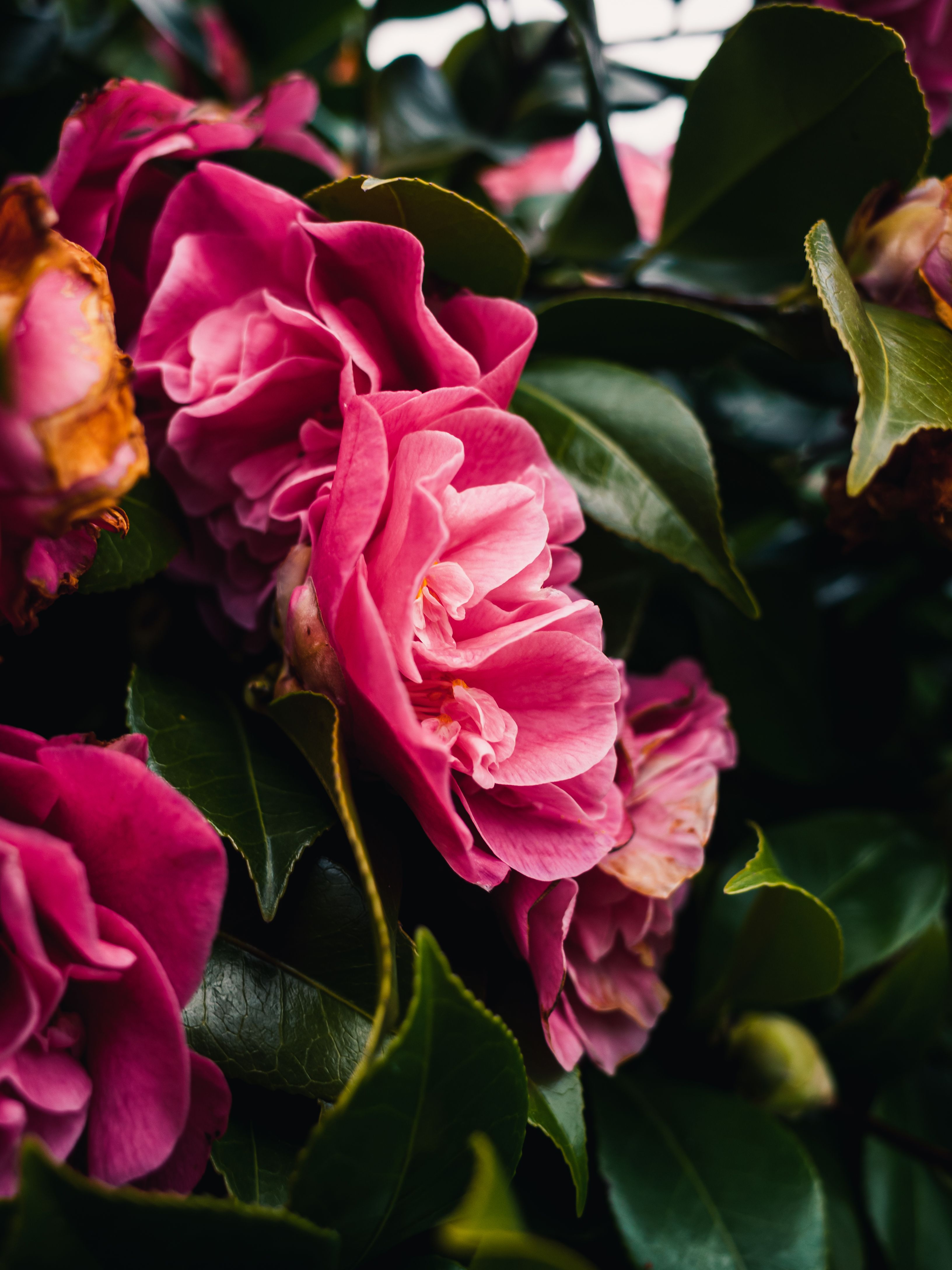 [ColoSach]-detailed-close-up-of-vivid-pink-camellia-flowers-with-lush-green-leaves.