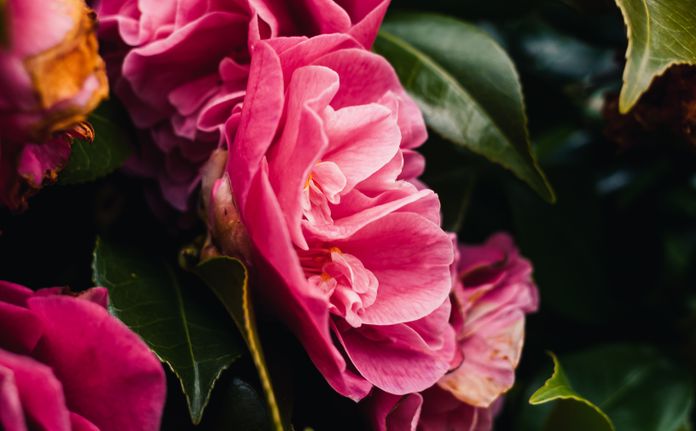 Online dating: starting a conversation on a niche platform