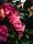 pink flower