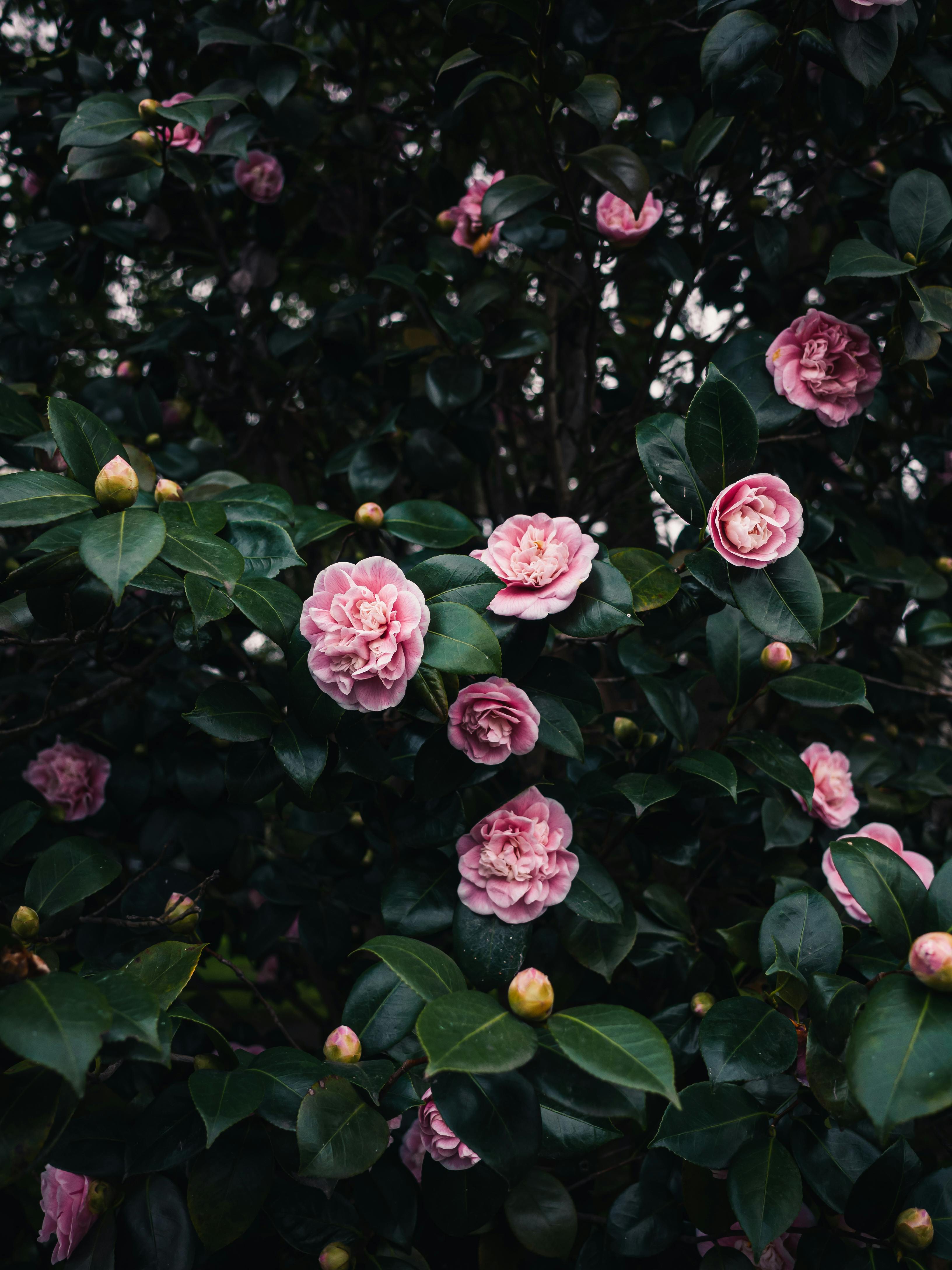 White Camellias On Textured Background