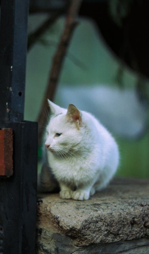 Бесплатное стоковое фото с вертикальный выстрел, животное, кошка