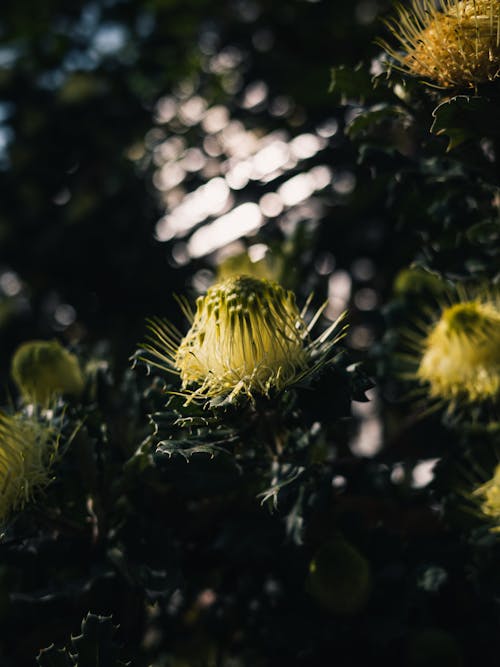 Kostnadsfri bild av blommor, flora, gul