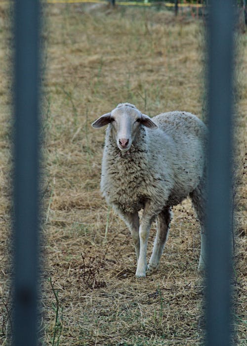 Безкоштовне стокове фото на тему «бари, вівці, Іспанія»