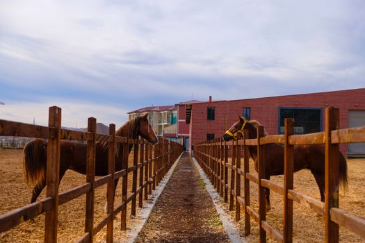 Two horses facing each other along a fenced pathway on a rural farm under cloudy skies.