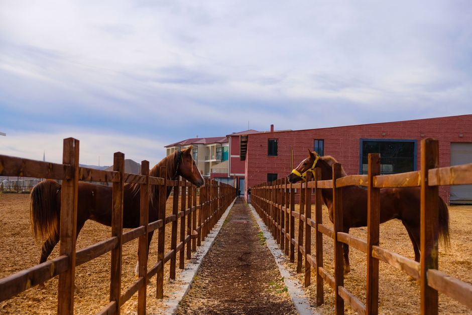 Le domaine — Pension pour chevaux à Afa
