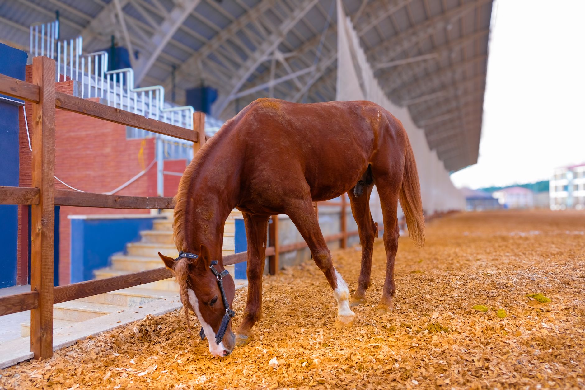 手機顯示 Rival Stars Horse Racing 賽馬畫面,夜間馬場燈光細緻