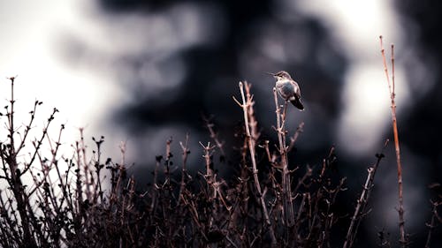 Hummingbird Perching on Twig