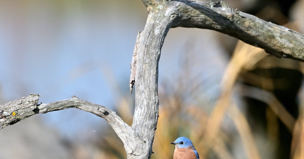 Eastern Bluebirds · Free Stock Photo