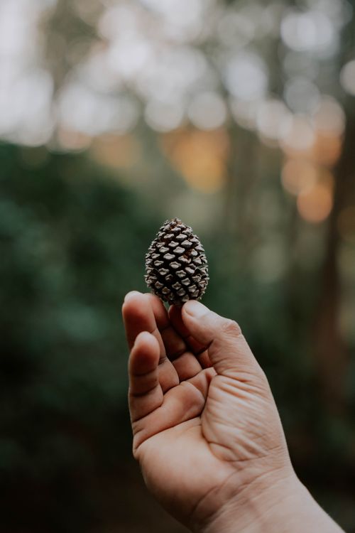 Free Close-up of a hand holding a pine cone against a blurred forest background. Stock Photo