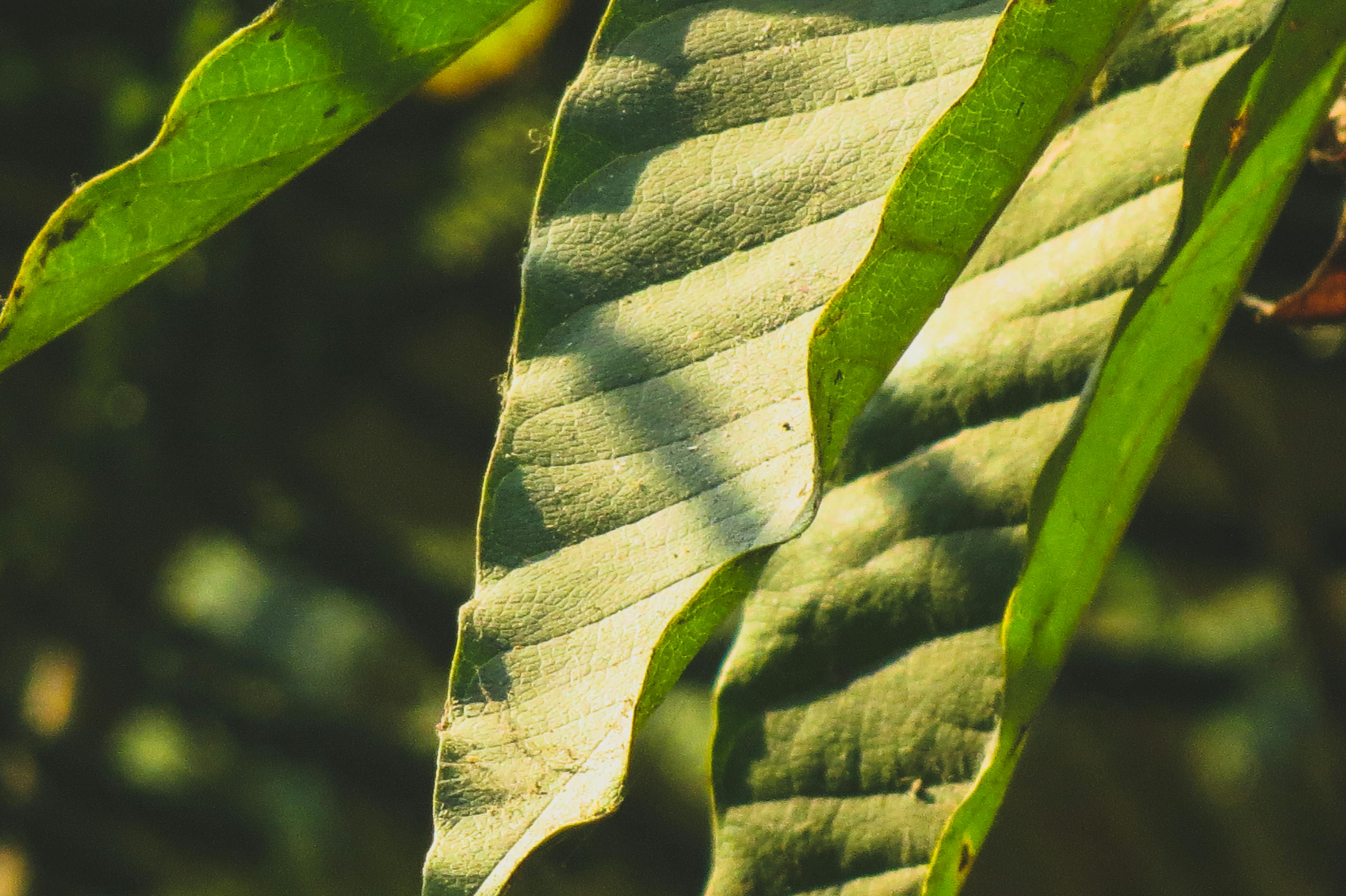 有关桌機桌面 森林 电脑壁纸的免费素材图片