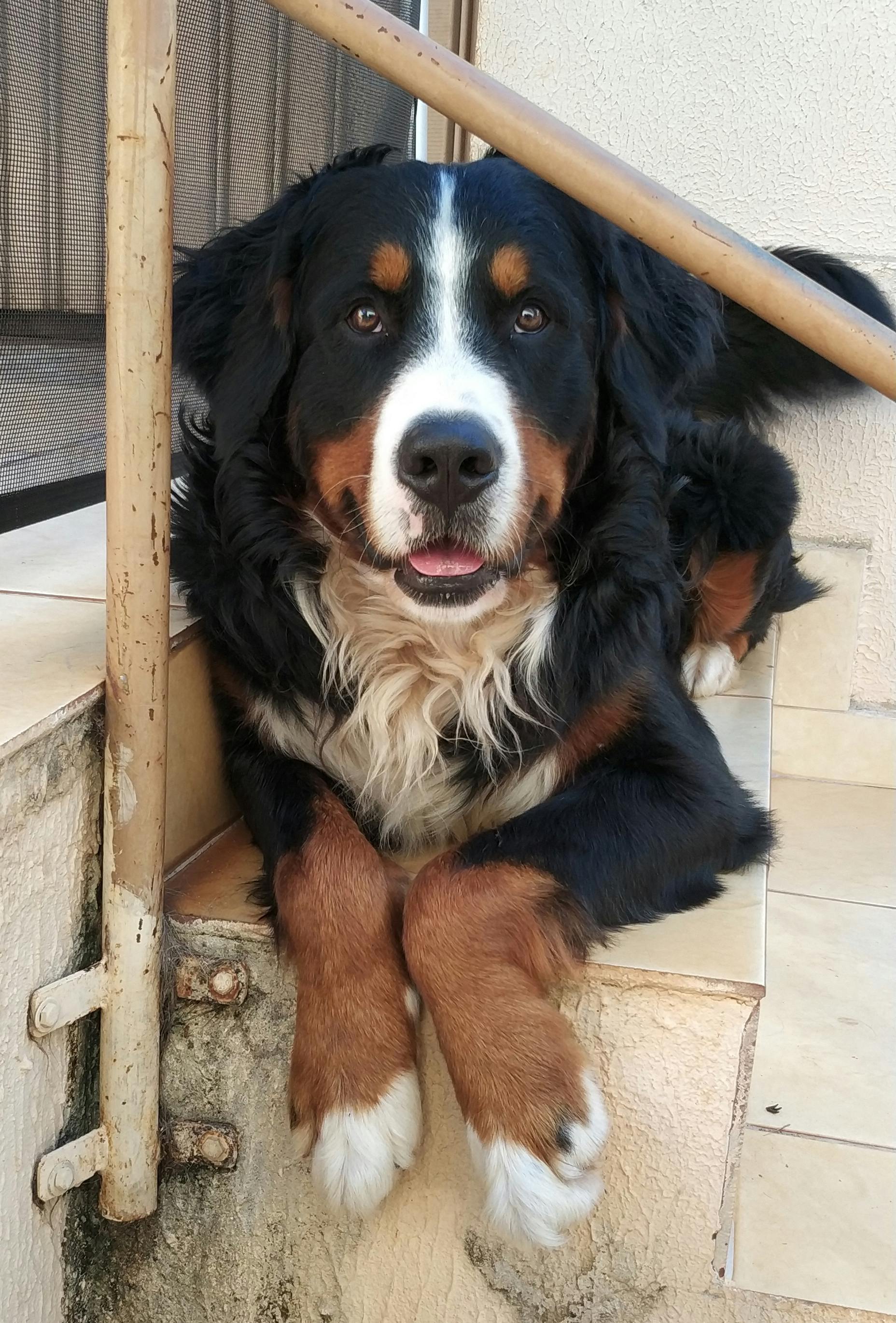 Free stock photo of bernese mountain dog, black dog, dog