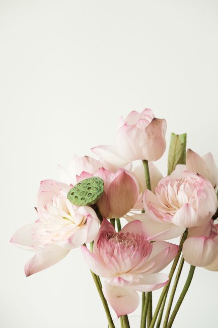 A close-up of delicate pink lotus flowers against a white background, exuding elegance and tranquility.