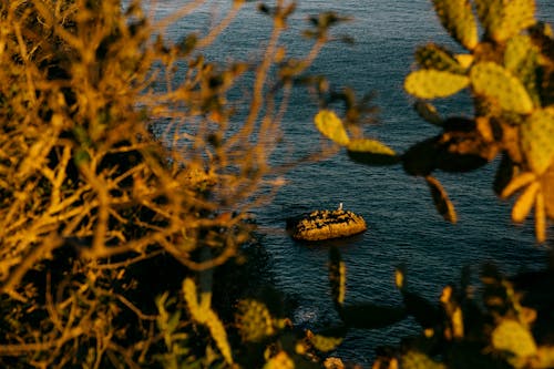 Безкоштовне стокове фото на тему «кактус, каміння, камінь»