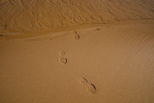 Kostnadsfri bild av fotspår, ödemark, sand