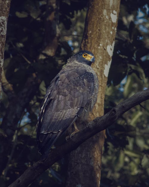 凤头蛇鹰, 動物攝影, 垂直拍摄 的 免费素材图片