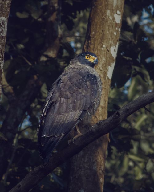 Free Close-up of a Crested Serpent Eagle perched in a lush forest in Nepal. Stock Photo