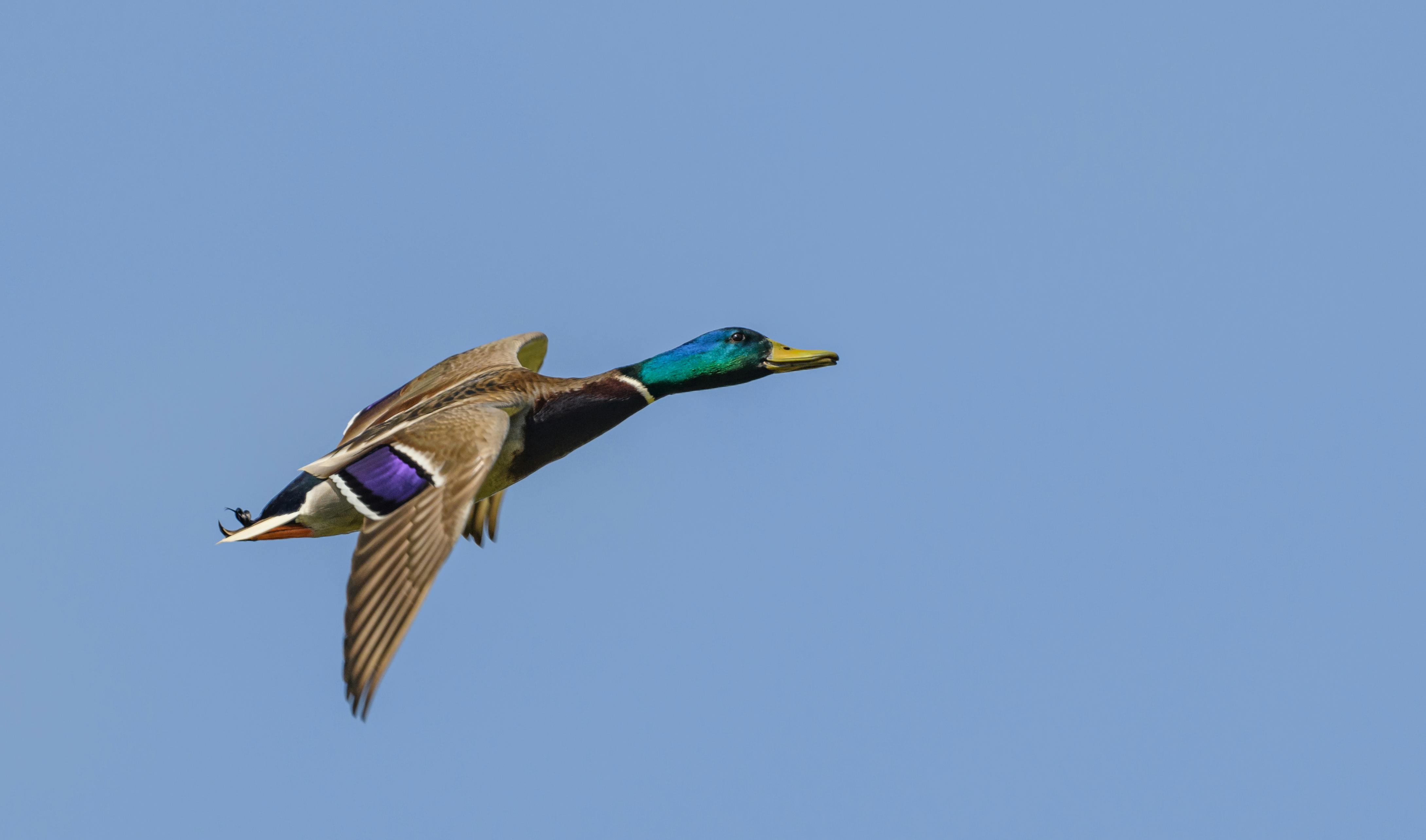 A vibrant mallard duck flying in a clear blue sky, showcasing its colorful plumage.