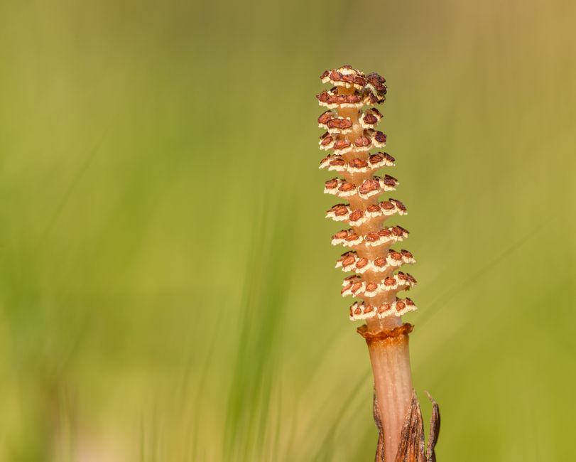 Хвощ польовий: властивості, застосування та вирощування — medicinal herbs equisetum arvense