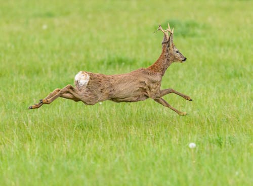 roebuck standing running over the field